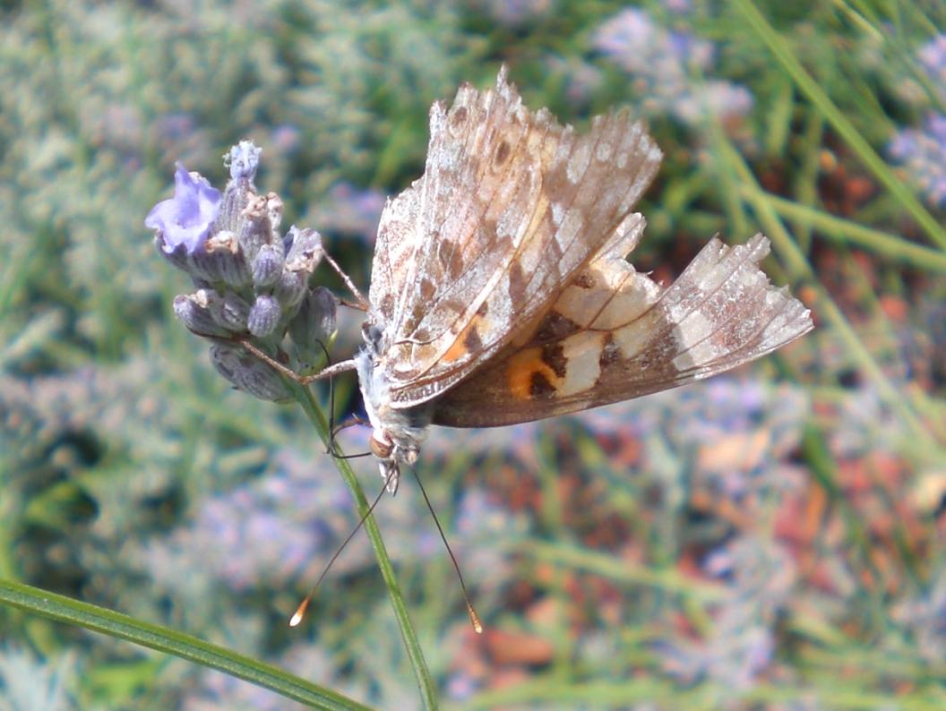 Farfalle da identificare